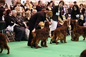 Crufts2011_2 039